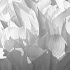 Infrared Hosta